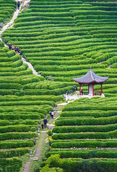Tea Plantations (3).jpg