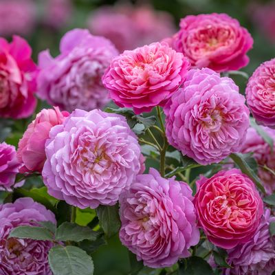 Emma Bridgewater, image credit David Austin Roses (1).jpg