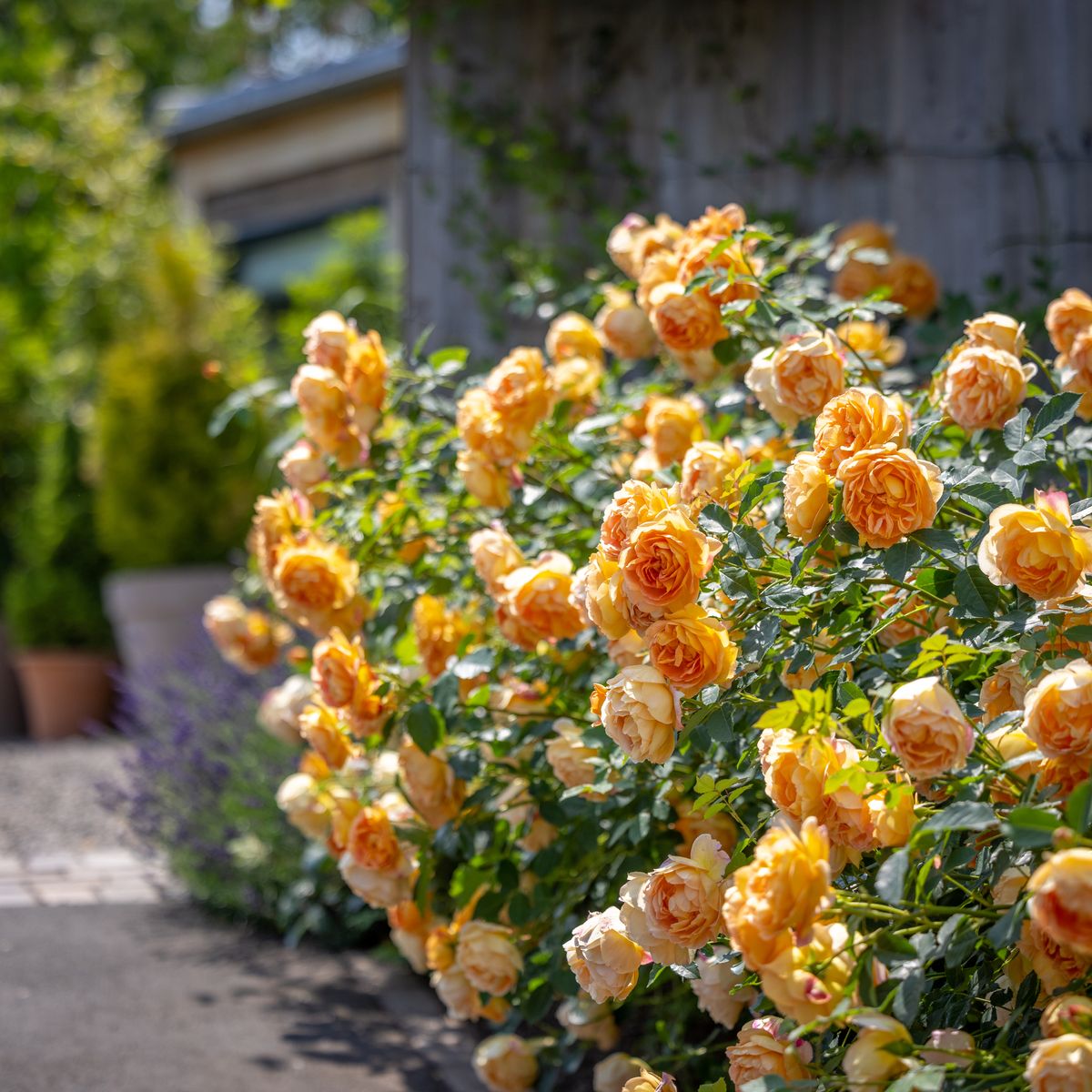 Lady of Shalott®