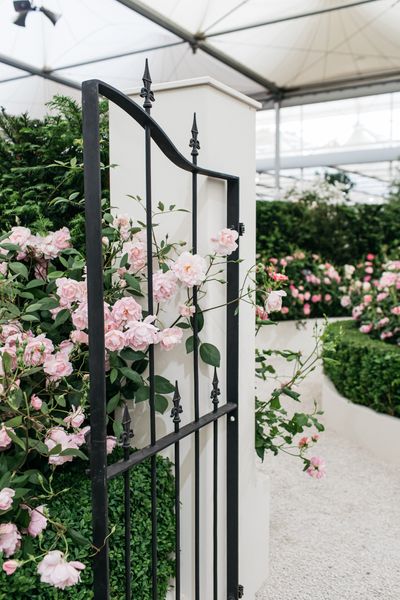 David Austin Roses receive 29th Gold for ‘The King’s Rose’ Showcase at RHS Chelsea Flower Show 2025