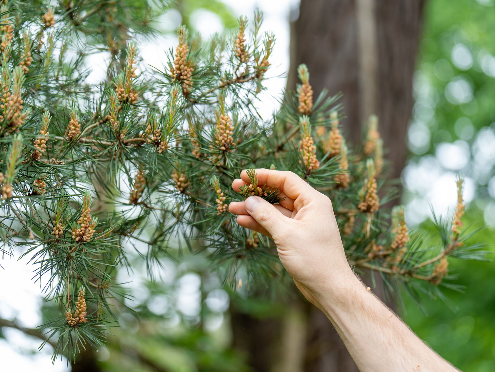 jean-pine-tree-foraging-summer-justin-lewis (2).jpg