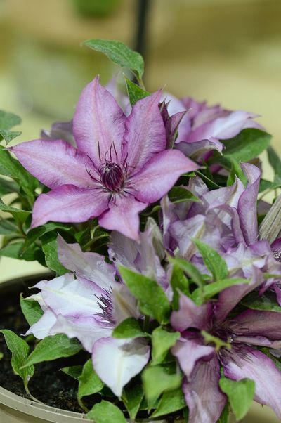 Clematis Elodi.jpg