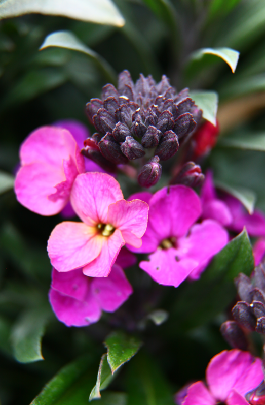 Erysium Colour