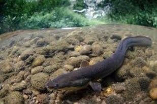 Wildlife_eels pathway 1.jpg