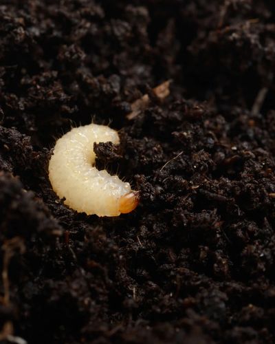 Vine_Weevil_1_3.jpg