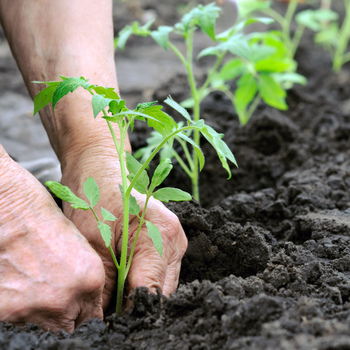 Gardening