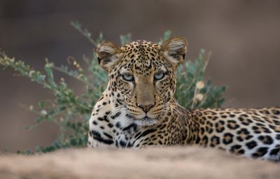 Sarara Wilderness_Leopard.jpg