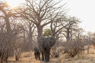 Asilia Africa - Kokoko Camp STZ - Elephant spotted on a game drive.jpg