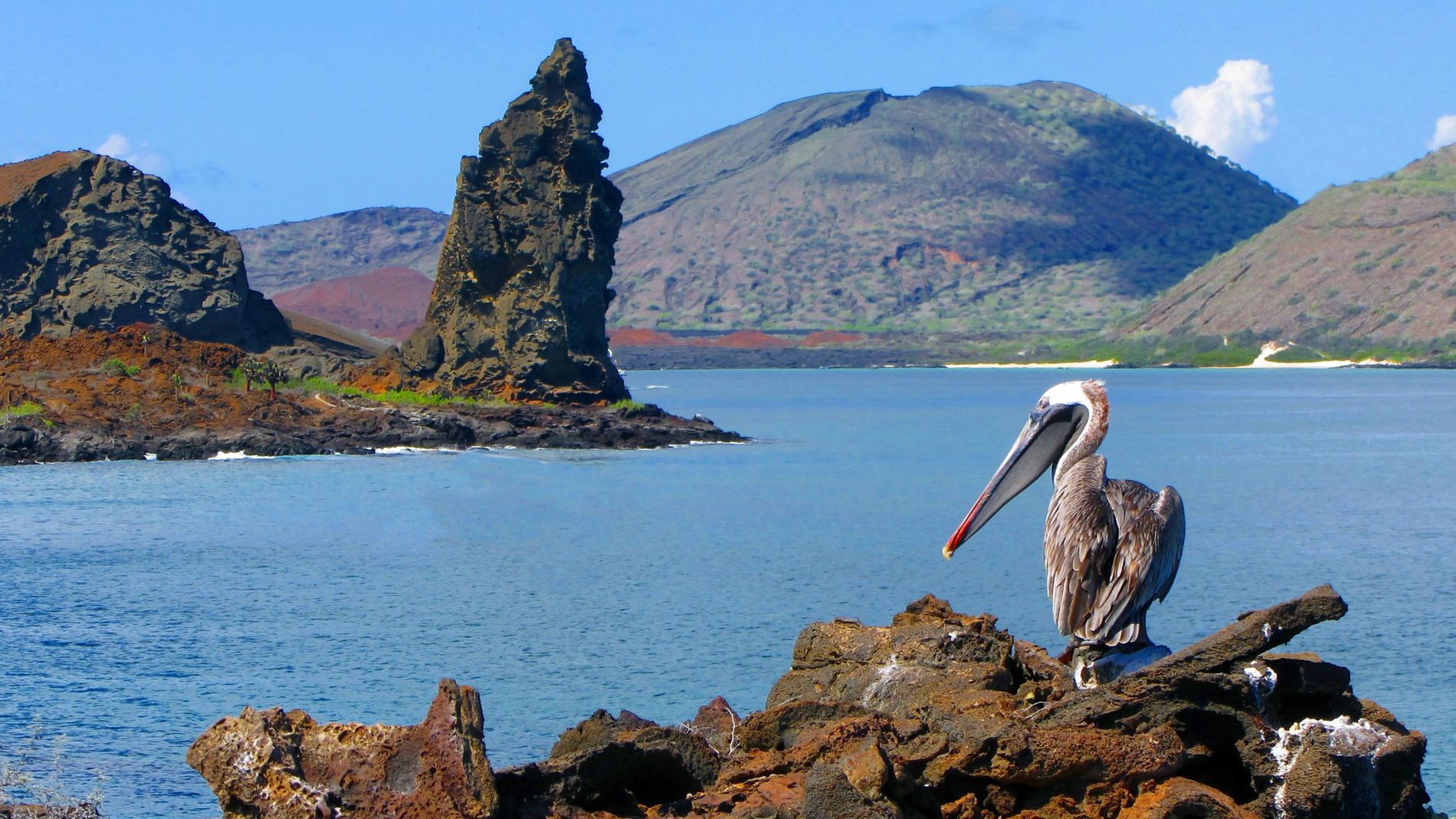 Brown Pelican, Bartolome Island, Galapagos, Ecuador