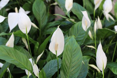 Spathiphyllum – Peace lily 