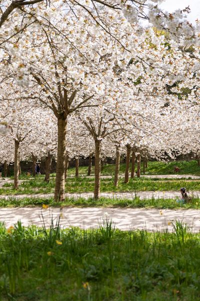 Alnwick Garden