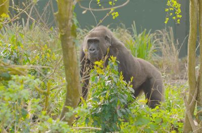 Bristol Zoological Society_gorillas first look at African Forest island 2026_8.jpg