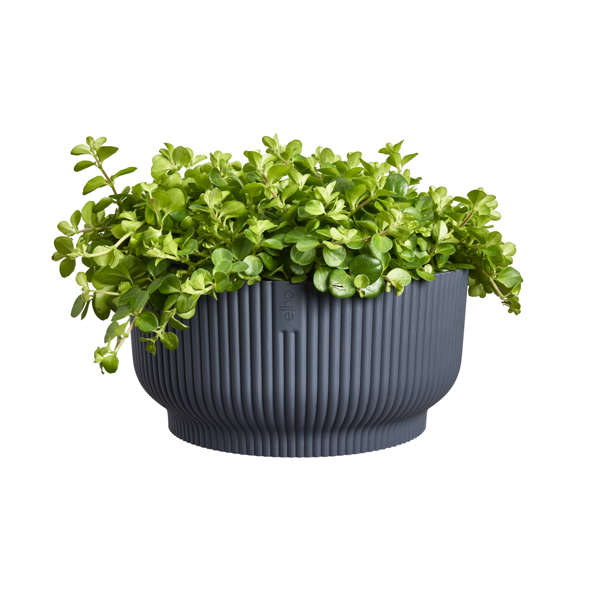 vibes fold bowl