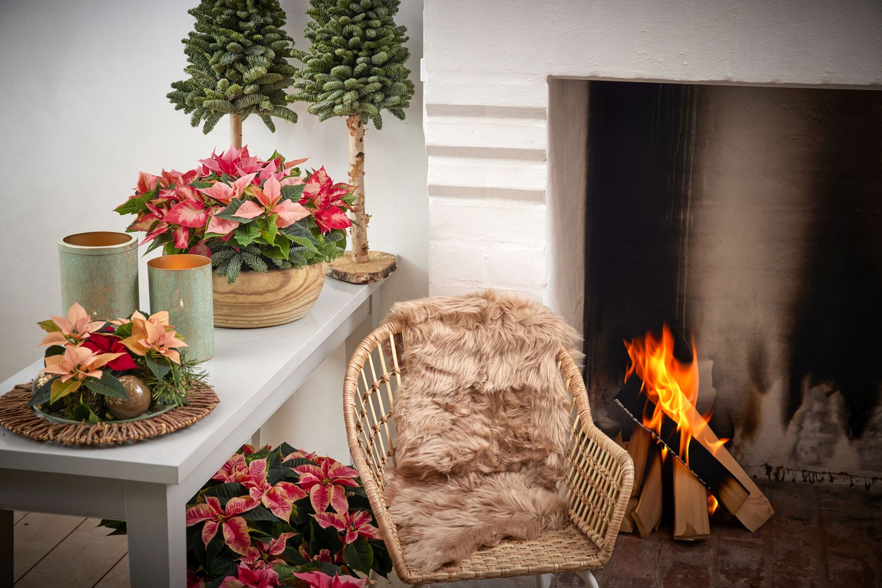 2024_Poinsettia_04000_Cosy_Cottage_Charm_26.jpg