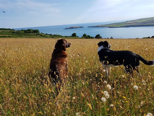 Dogs enjoying a walk with the backdrop of Card.jpg