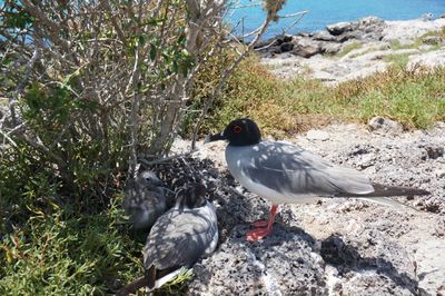Galapagos - Locations, Flora & Fauna (56).JPG
