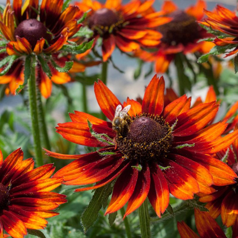 Rudbeckia Smileyz Happy