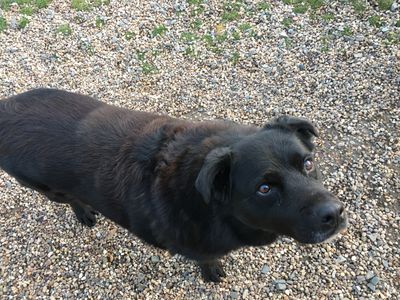 Jessie - Mark's Collie dog.JPG