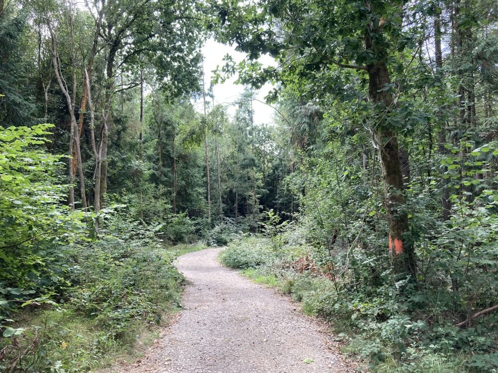 Wonder Wood Two.jpg