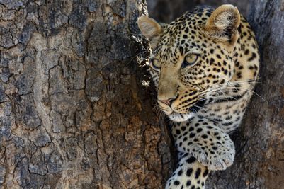 P_Asilia Lodges & Camps_Tanzania_Ruaha National Park 01_Jabali Ridge_Wildlife_Leopard.jpg