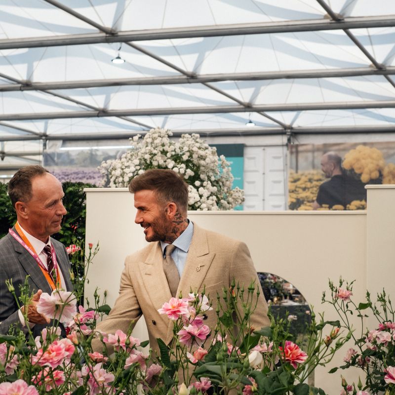 David Austin Roses receive 29th Gold for ‘The King’s Rose’ Showcase at RHS Chelsea Flower Show 2025