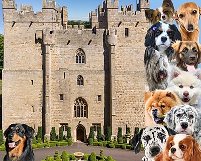 Langley Castle and the Crufts dog breeds that could enjoy a regal stay in 2023
