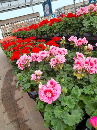 Geraniums