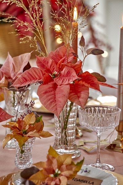 2022_poinsettia_04000_Christmas_Fairy_Tale_06.jpg