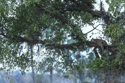 P_Asilia Lodges & Camps_Tanzania_Ruaha National Park_Jabali Private House_Wildlife_Leopard.jpg