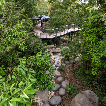 Rainforest Wild Asia - Treks and elevated walkways. Photo Credit_Mandai Wildlife Group.png