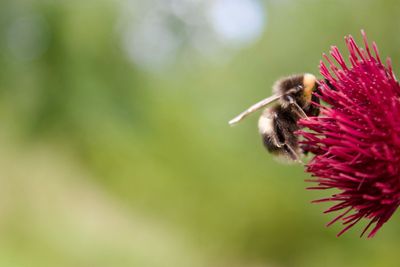 Bee 5.jpg