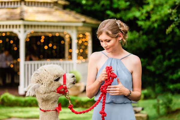 Alpaca at a tipi wedding staged at Langley Castle Hotel, Northumberland