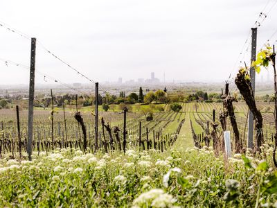 Vineyards, Stammersdorf