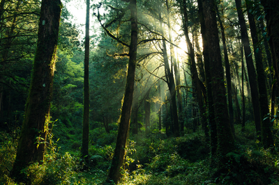 Alishan (3).png