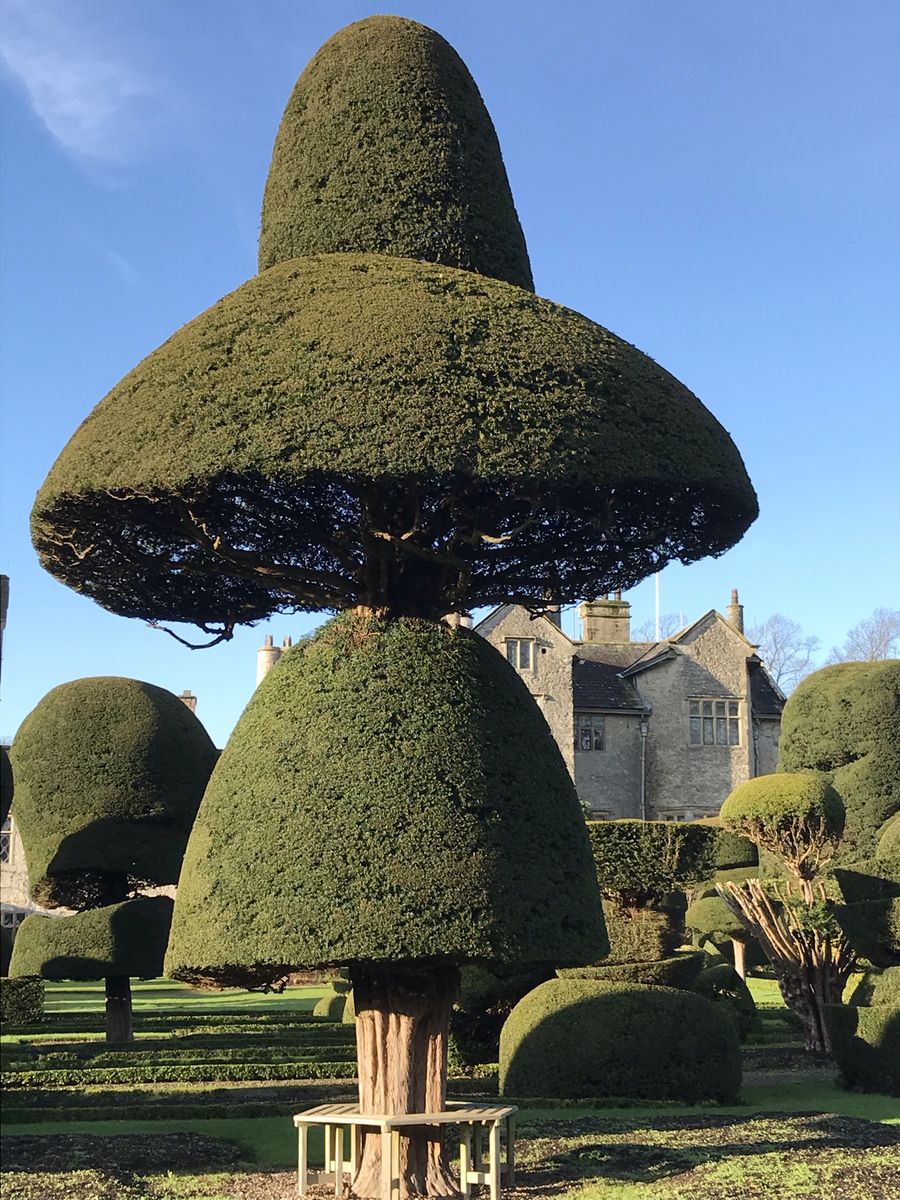 Topiary at Levens Hall, Cumbria, UK