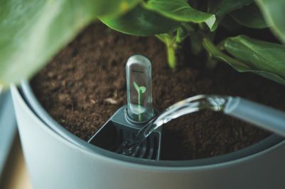 self-watering insert