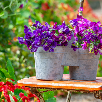 Sweet Pea Bucket.jpg