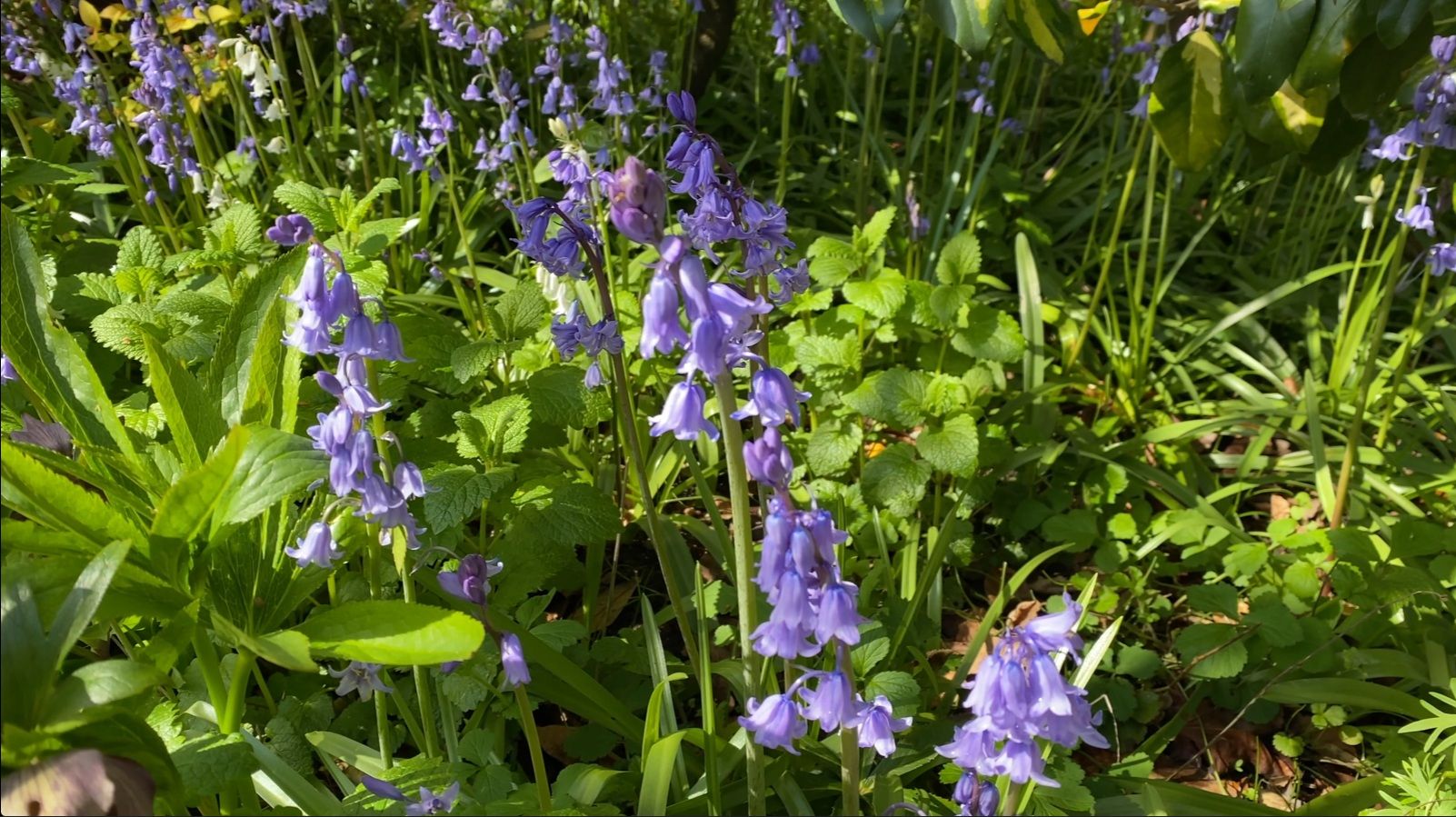 bluebells4.jpg