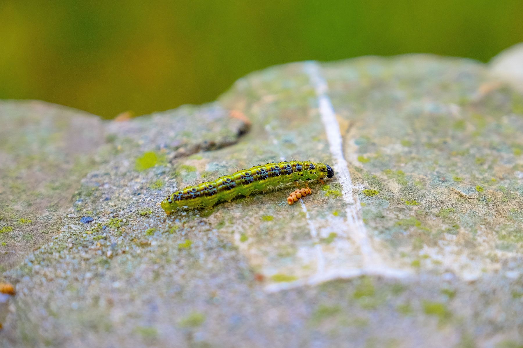 Box caterpillar