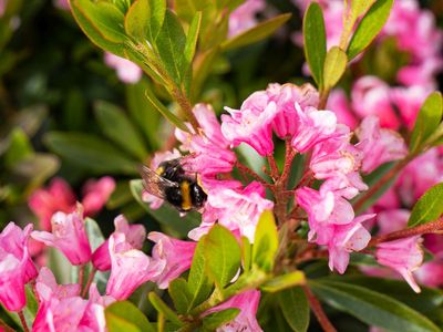 Bloombux® ist ein wahrer Insektenmagnet.jpg