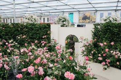 David Austin Roses receive 29th Gold for ‘The King’s Rose’ Showcase at RHS Chelsea Flower Show 2025
