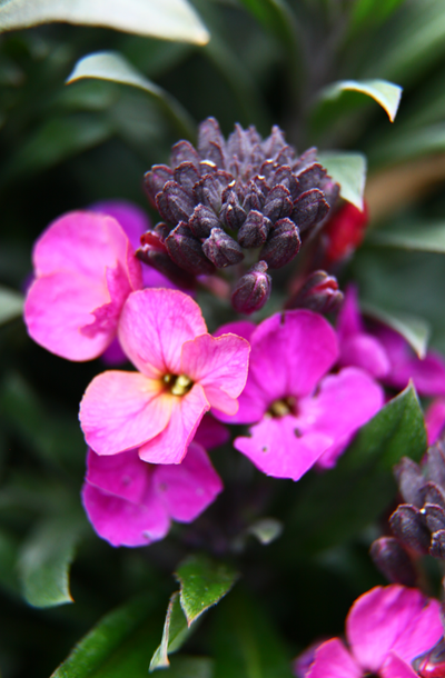 Erysium 'Colour Vibe' Purple.png