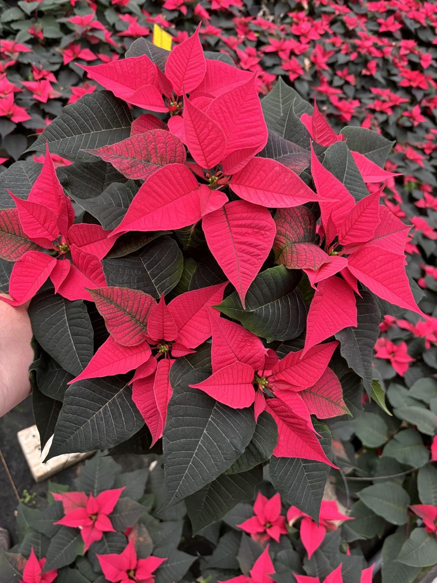 Hillier Garden Centres Unveils Exclusive New Poinsettia ‘Crown of Christmas’ for 2025, Supporting The King’s Foundation 