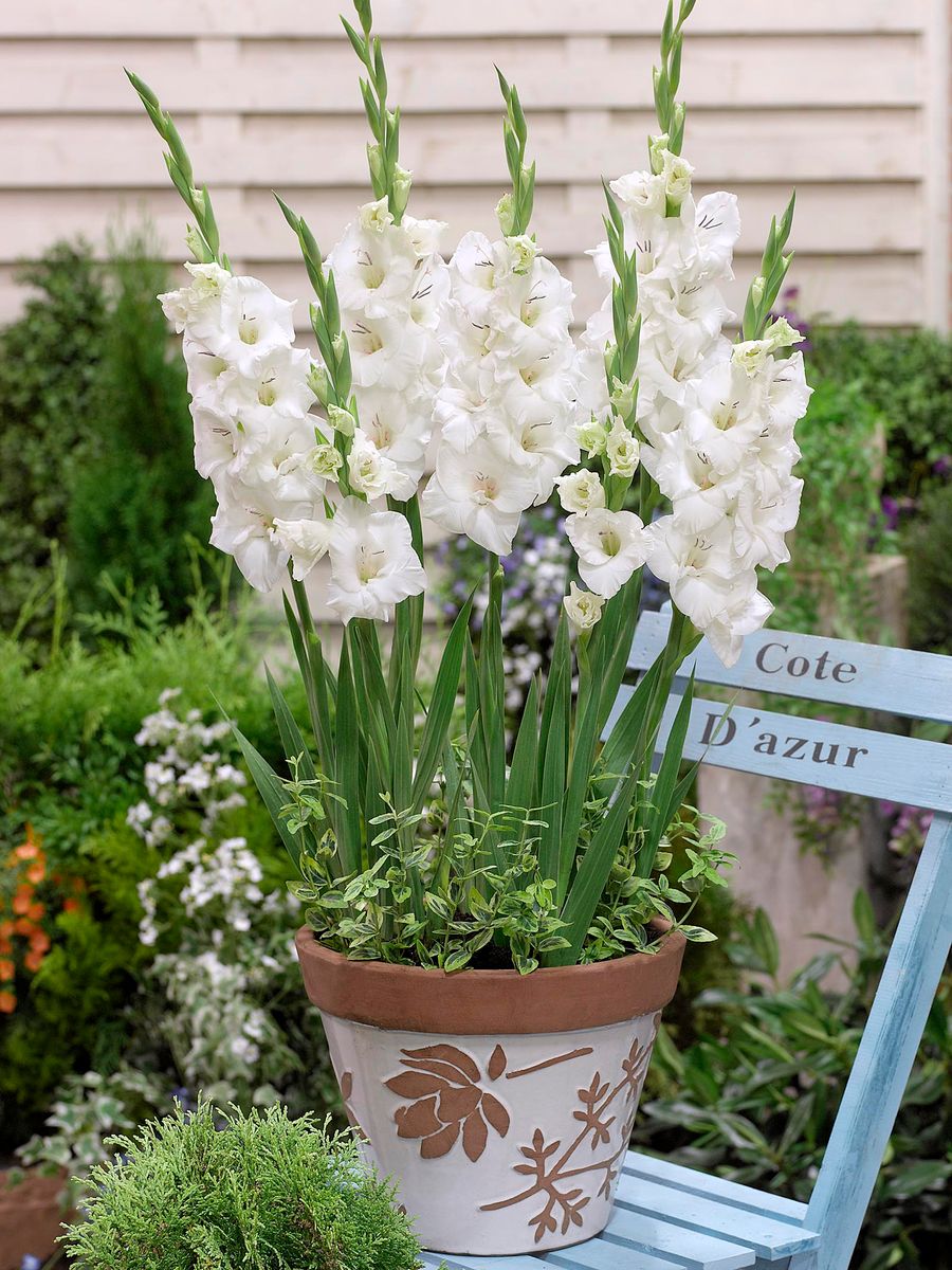 Gladiolus Blondie