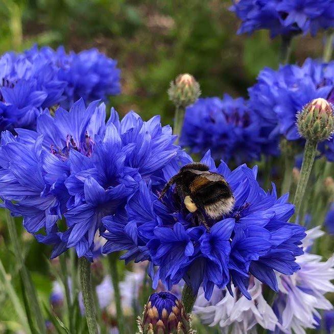 Cornflower