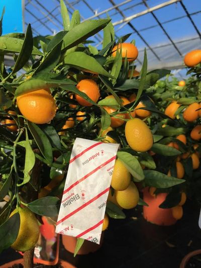 Citrus_RSM_Sachet.jpg