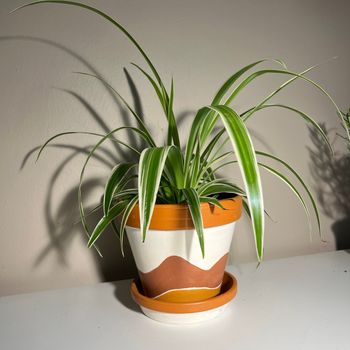 A planter of the type that can be decorated in the Levens Hall and Gardens Summer 2025 workshop.