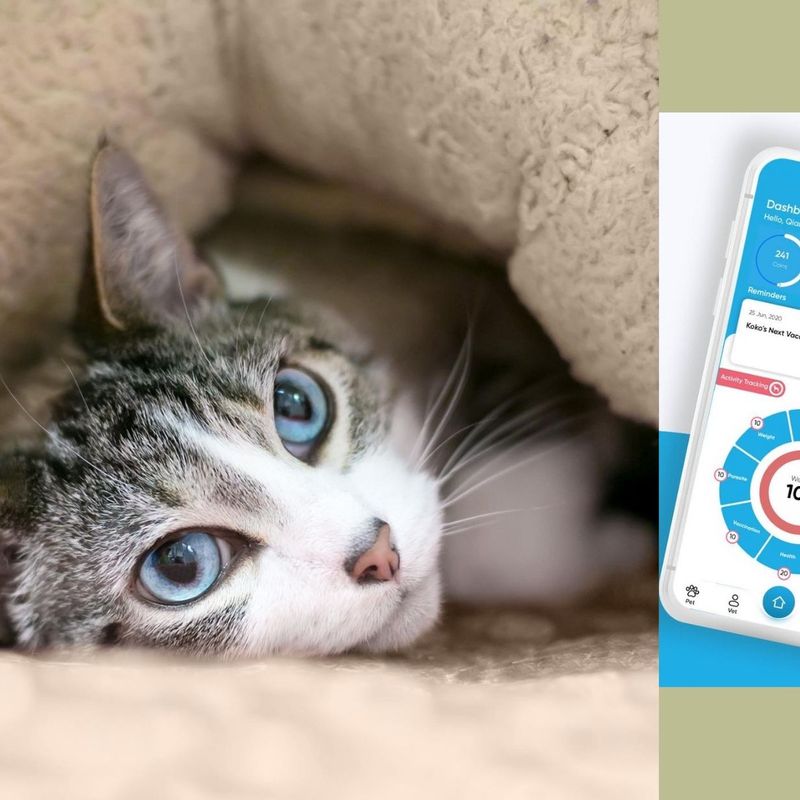 Timid cat and screen from pet healthcare and wellbeing App, PetPanion