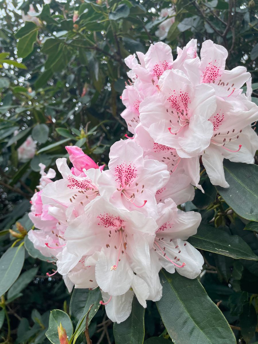 Spring-Rhododendron 59.jpg