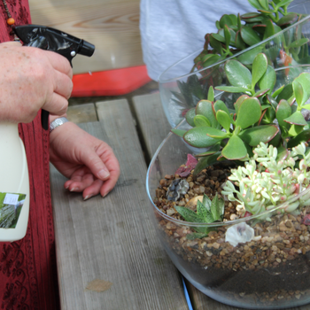 Hillier Terrarium and Houseplant Workshop